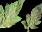 Tomate - Virus de la maladie bronzée de la tomate (TSWV)