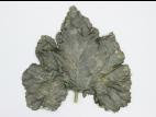 Courges - Tache angulaire (Pseudomonas syringae pv. lachrymans)