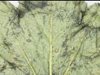 Courges - Tache angulaire (Pseudomonas syringae pv. lachrymans)
