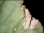 Melons - Tache angulaire (Pseudomonas syringae pv. lachrymans)_2