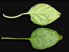 Poivron - Chancre bactérien (Clavibacter michiganensis subsp. michiganensis)