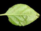 Poivron - Chancre bactérien (Clavibacter michiganensis subsp. michiganensis)