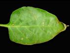 Poivron - Chancre bactérien (Clavibacter michiganensis subsp. michiganensis)
