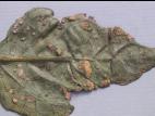 Poivron - Chancre bactérien (Clavibacter michiganensis subsp. michiganensis)