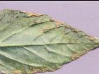Poivron - Chancre bactérien (Clavibacter michiganensis subsp. michiganensis)