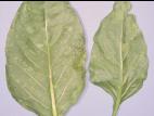 Poivron - Chancre bactérien (Clavibacter michiganensis subsp. michiganensis)
