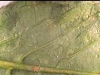 Poivron - Chancre bactérien (Clavibacter michiganensis subsp. michiganensis)