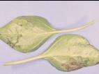 Poivron - Chancre bactérien (Clavibacter michiganensis subsp. michiganensis)