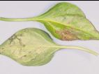 Poivron - Chancre bactérien (Clavibacter michiganensis subsp. michiganensis)