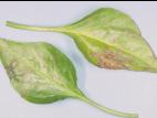 Poivron - Chancre bactérien (Clavibacter michiganensis subsp. michiganensis)