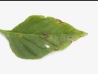 Poivron - Tache bactérienne (Xanthomonas euvesicatoria)