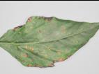 Poivron - Tache bactérienne (Xanthomonas euvesicatoria)