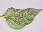 Poivron - Tache bactérienne (Xanthomonas euvesicatoria)