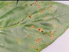 Poivron - Tache bactérienne (Xanthomonas euvesicatoria)