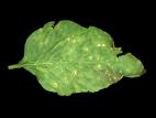 Poivron - Moucheture bactérienne (Pseudomonas syringae pv. tomato)