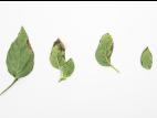 Poivron - Moucheture bactérienne (Pseudomonas syringae pv. tomato)