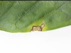 Poivron - Moucheture bactérienne (Pseudomonas syringae pv. tomato)