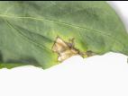 Poivron - Moucheture bactérienne (Pseudomonas syringae pv. tomato)