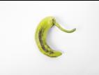 Poivron - Tache bactérienne (Xanthomonas euvesicatoria)