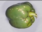 Poivron - Chancre bactérien (Clavibacter michiganensis subsp. michiganensis)
