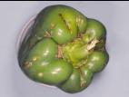 Poivron - Chancre bactérien (Clavibacter michiganensis subsp. michiganensis)