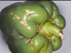 Poivron - Chancre bactérien (Clavibacter michiganensis subsp. michiganensis)