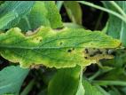 Sauges - Tache bactérienne (Xanthomonas sp.)