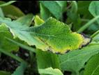 Sauges - Tache bactérienne (Xanthomonas sp.)