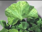 Géraniums - Virus de la panachure florale du pélargonium (PFBV)_2