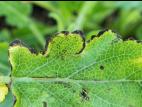 Sauges - Tache bactérienne (Xanthomonas sp.)
