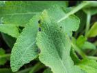 Sauges - Tache bactérienne (Xanthomonas sp.)