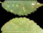 Ormes - Tache bactérienne (Pseudomonas syringae)