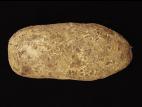 Pomme de terre - Gale commune (Streptomyces scabiei)