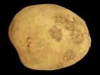 Pomme de terre - Gale commune (Streptomyces scabiei)