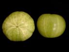 Tomate - Chancre bactérien (Clavibacter michiganensis subsp. michiganensis)