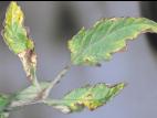 Tomate - Chancre bactérien (Clavibacter michiganensis subsp. michiganensis)