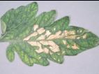 Tomate - Chancre bactérien (Clavibacter michiganensis subsp. michiganensis)