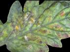 Tomate - Chancre bactérien (Clavibacter michiganensis subsp. michiganensis)