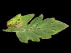 Tomate - Moucheture bactérienne (Pseudomonas syringae pv. tomato)