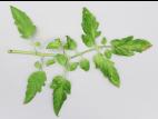 Tomate - Moucheture bactérienne (Pseudomonas syringae pv. tomato)
