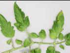 Tomate - Moucheture bactérienne (Pseudomonas syringae pv. tomato)