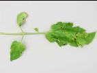 Tomate - Moucheture bactérienne (Pseudomonas syringae pv. tomato)