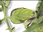 Tomate - Moucheture bactérienne (Pseudomonas syringae pv. tomato)
