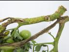 Tomate - Moelle noire (Pseudomonas corrugata)