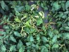 Tomate - Moelle noire (Pseudomonas corrugata)