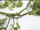 Tomate - Moelle noire (Pseudomonas corrugata)