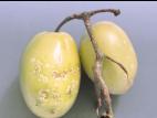 Tomate - Chancre bactérien (Clavibacter michiganensis subsp. michiganensis)