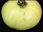Tomate - Chancre bactérien (Clavibacter michiganensis subsp. michiganensis)