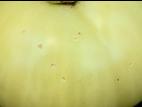 Tomate - Chancre bactérien (Clavibacter michiganensis subsp. michiganensis)