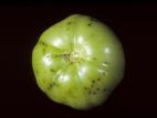 Tomate - Moucheture bactérienne (Pseudomonas syringae pv. tomato)